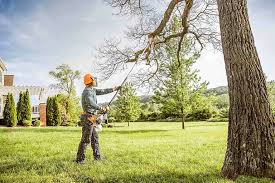 Best Tree Cabling and Bracing  in Gouldtown, NJ