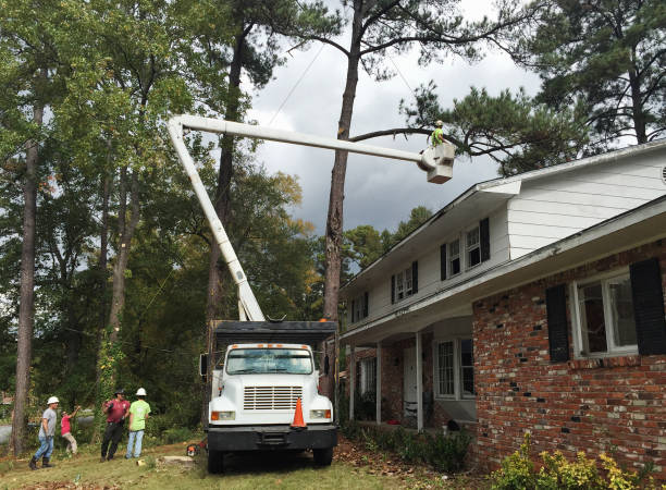 Best Fruit Tree Pruning  in Gouldtown, NJ