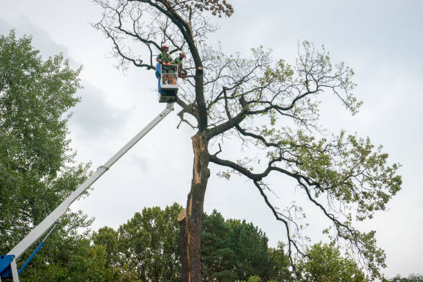 Best Palm Tree Trimming  in Gouldtown, NJ