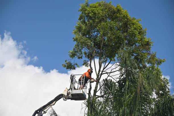 Best Tree Risk Assessment  in Gouldtown, NJ