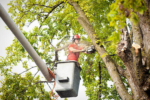  Gouldtown, NJ Tree Removal Services Pros