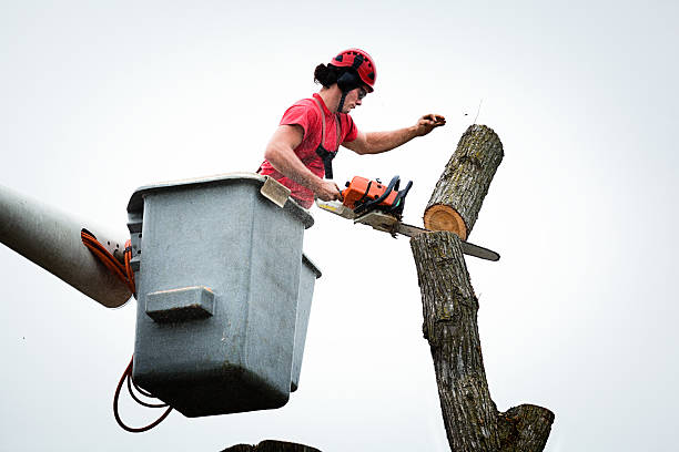 How Our Tree Care Process Works  in  Gouldtown, NJ