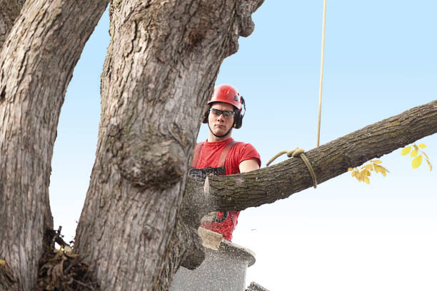 Best Arborist Consultation Services  in Gouldtown, NJ